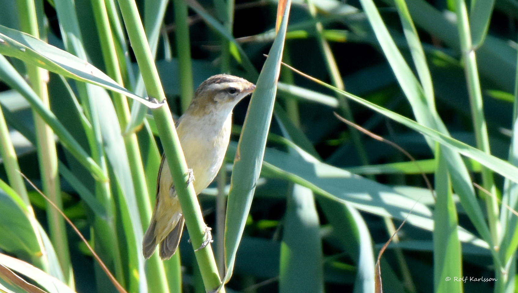 Acrocephalus paludicola